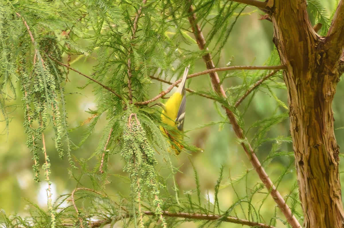 Blue-winged Warbler - ML643884441