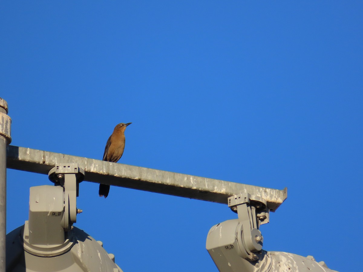 Great-tailed Grackle - ML643884466