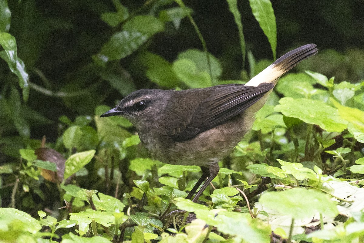 Buff-rumped Warbler - ML643884482
