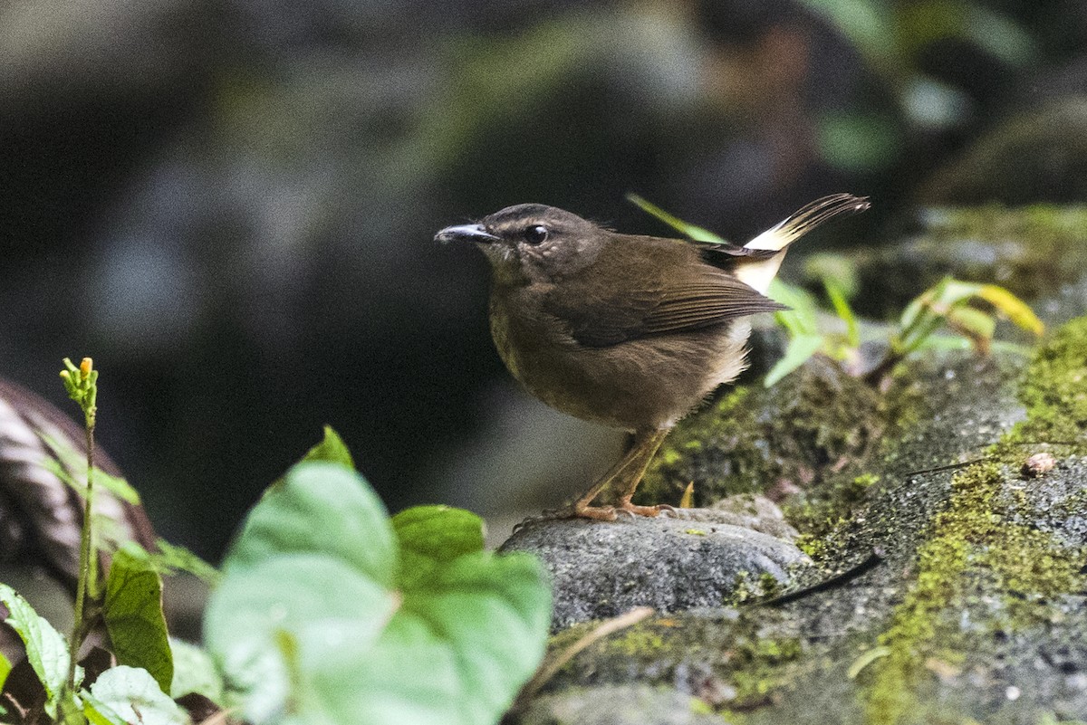 Buff-rumped Warbler - ML643884483