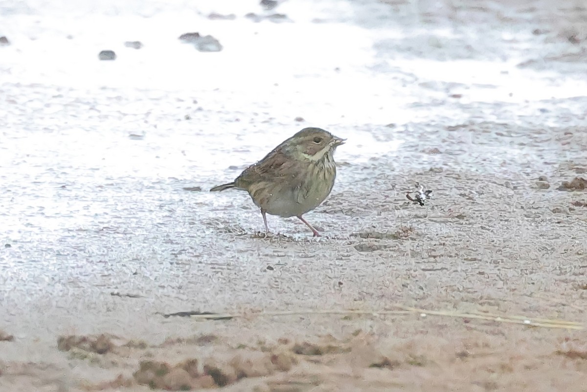 Black-faced Bunting - ML643884484