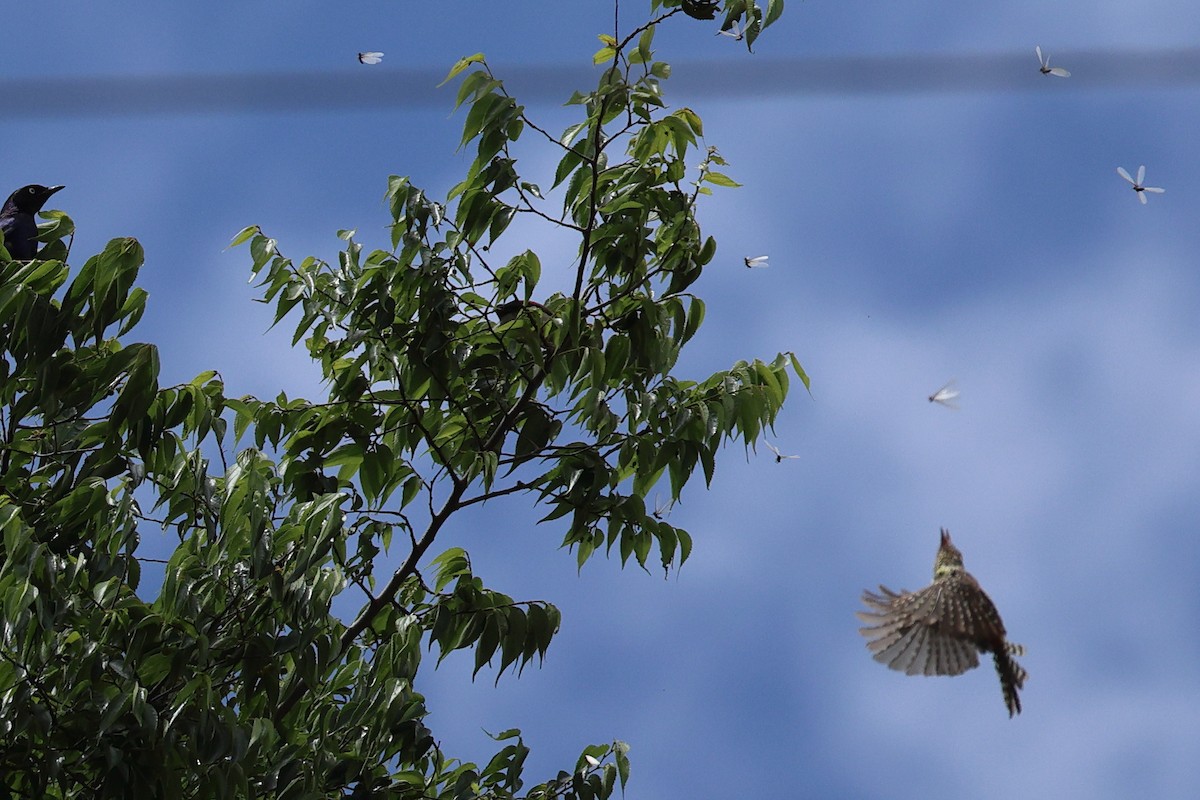 småperleskjeggfugl - ML643884499