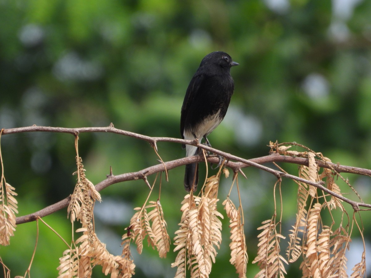 Pied Bushchat - ML643884502