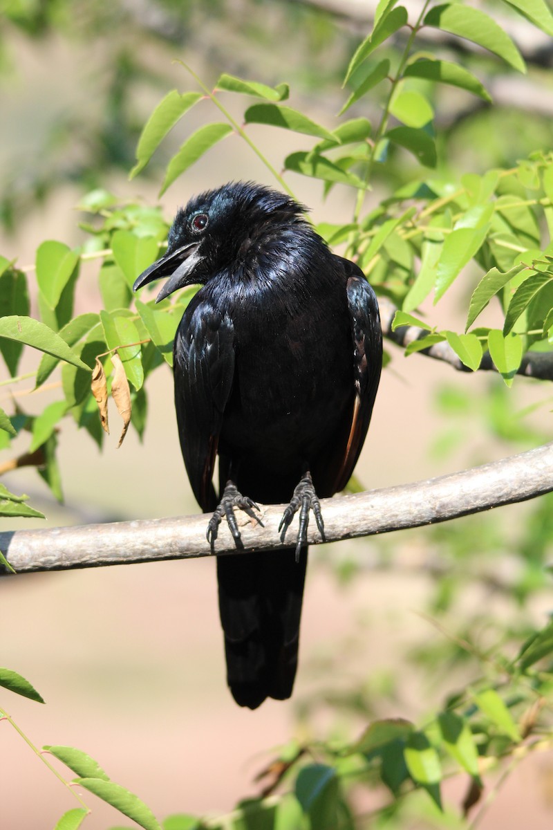Red-winged Starling - ML643884504