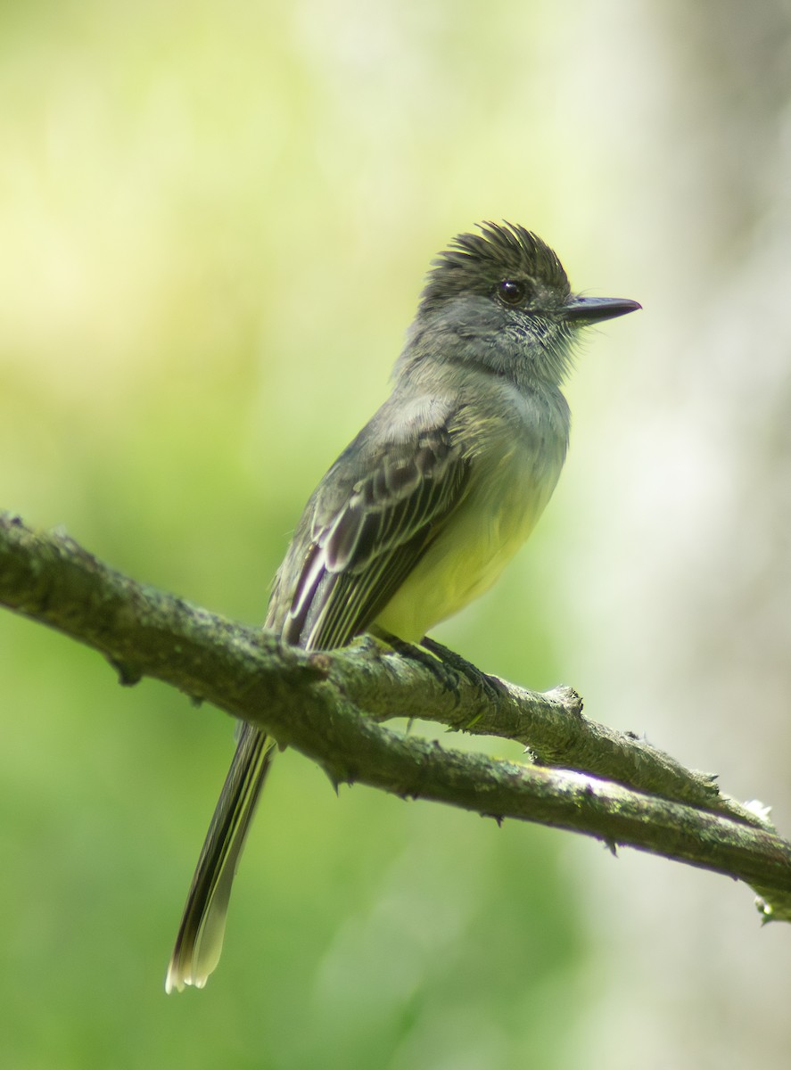 Apical Flycatcher - ML643884529