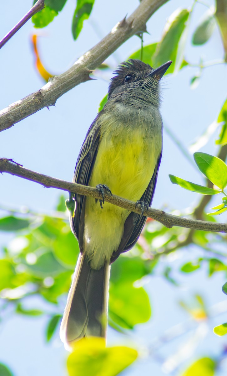 Apical Flycatcher - ML643884530