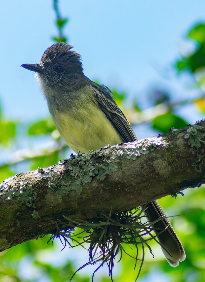 Apical Flycatcher - ML643884531