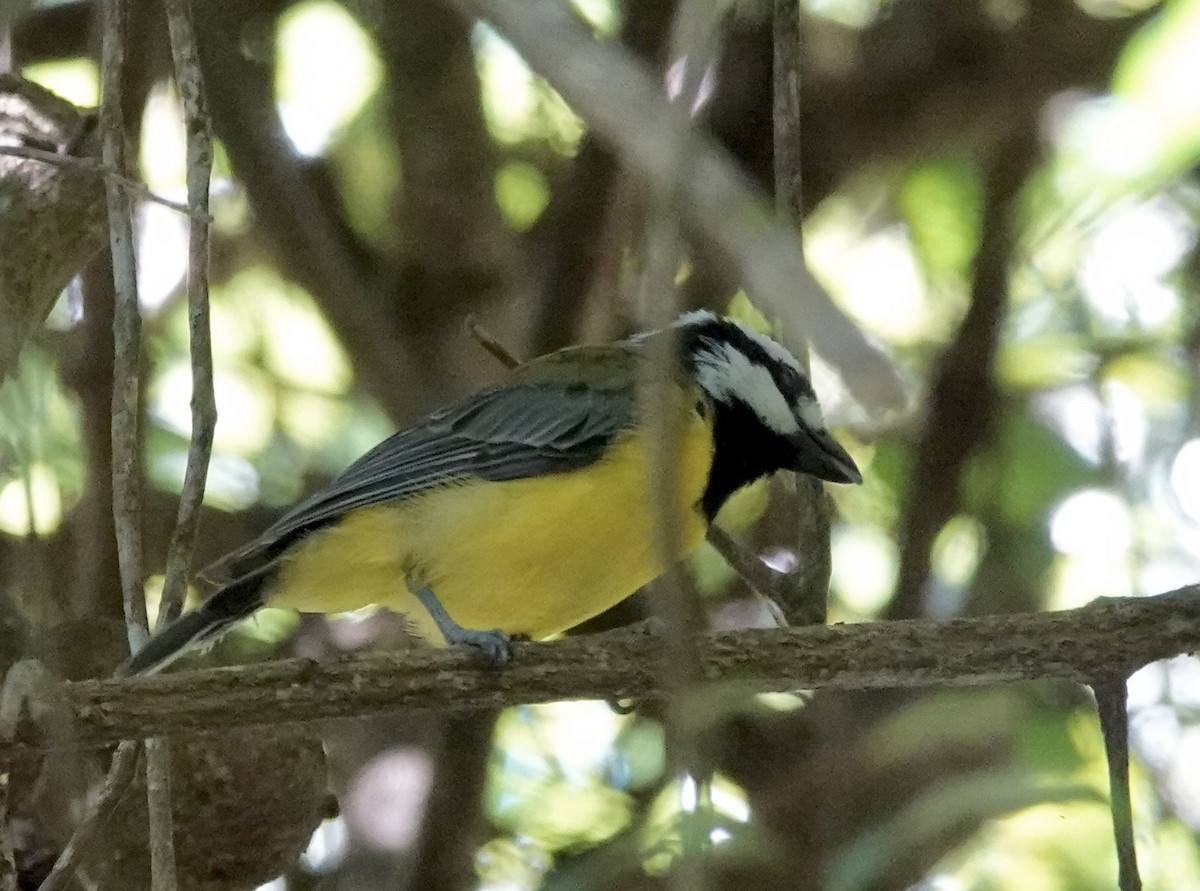 Eastern Shrike-tit - ML643884533