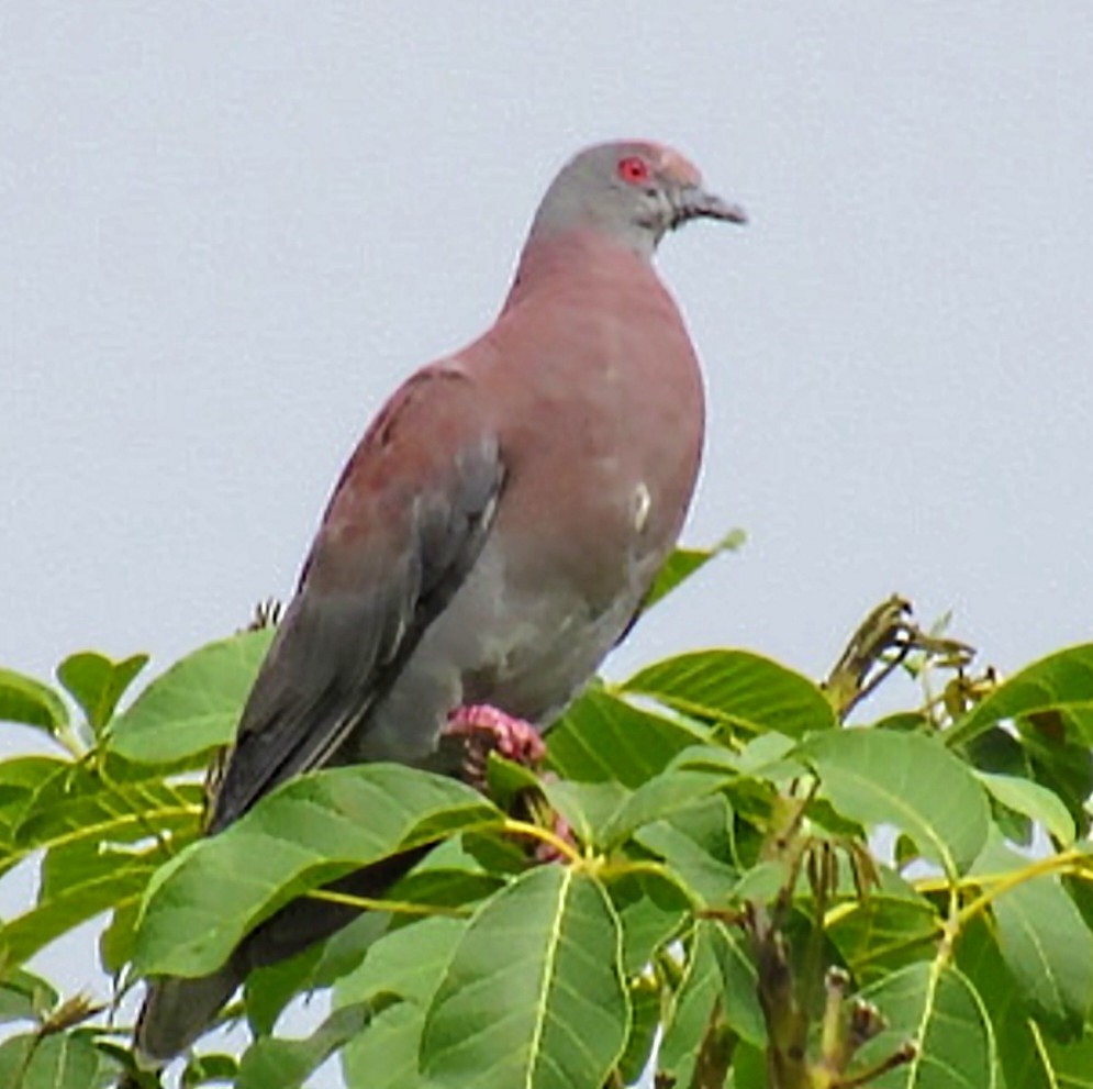Pale-vented Pigeon - ML643884550