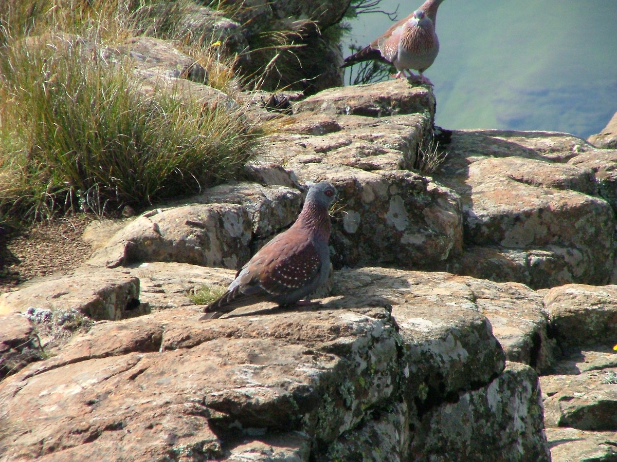 Speckled Pigeon - ML643884558