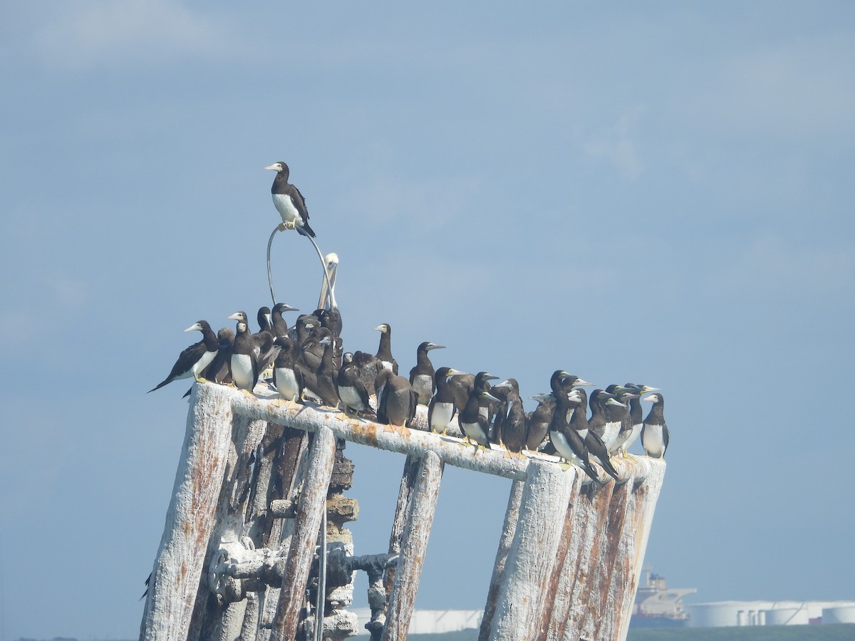 Brown Booby - ML643884560