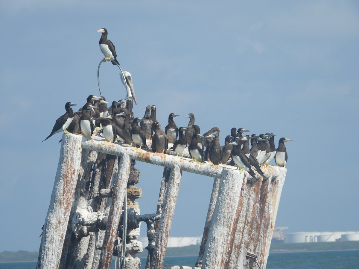 Brown Booby - ML643884564