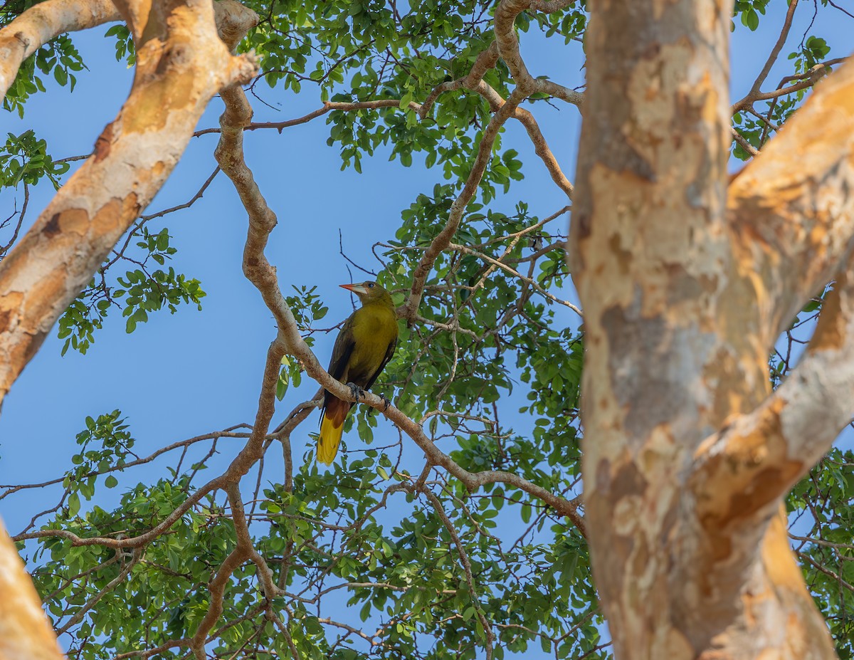 Green Oropendola - ML643884568