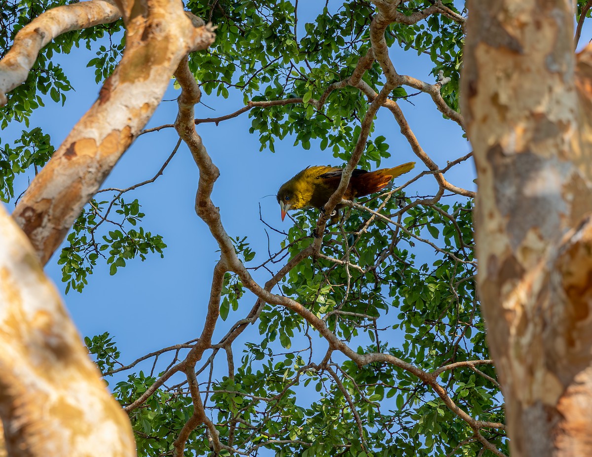 Green Oropendola - ML643884569