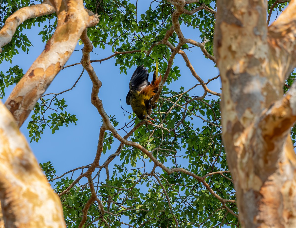 Green Oropendola - ML643884570