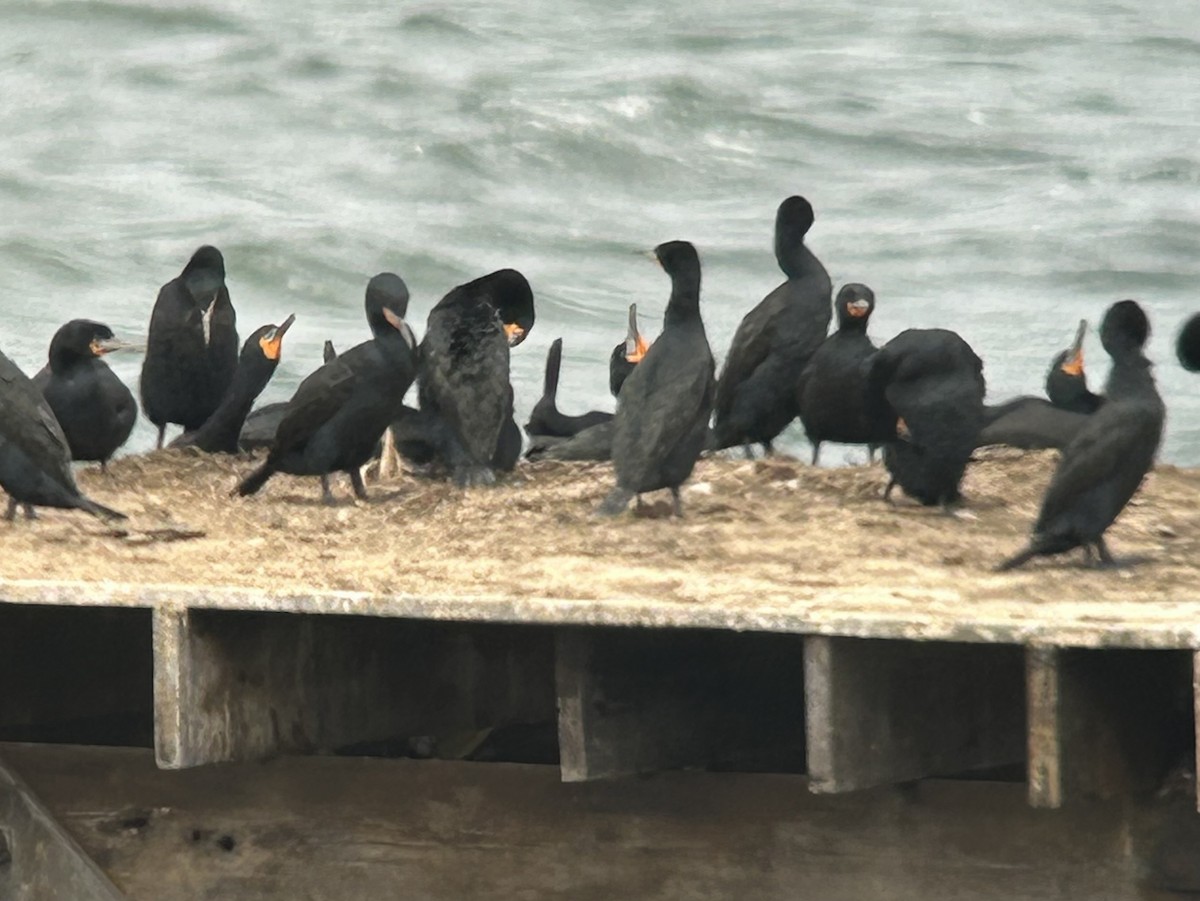Cape Cormorant - ML643884575