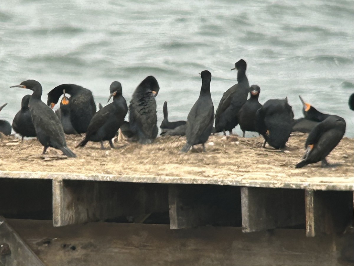 Cape Cormorant - ML643884576