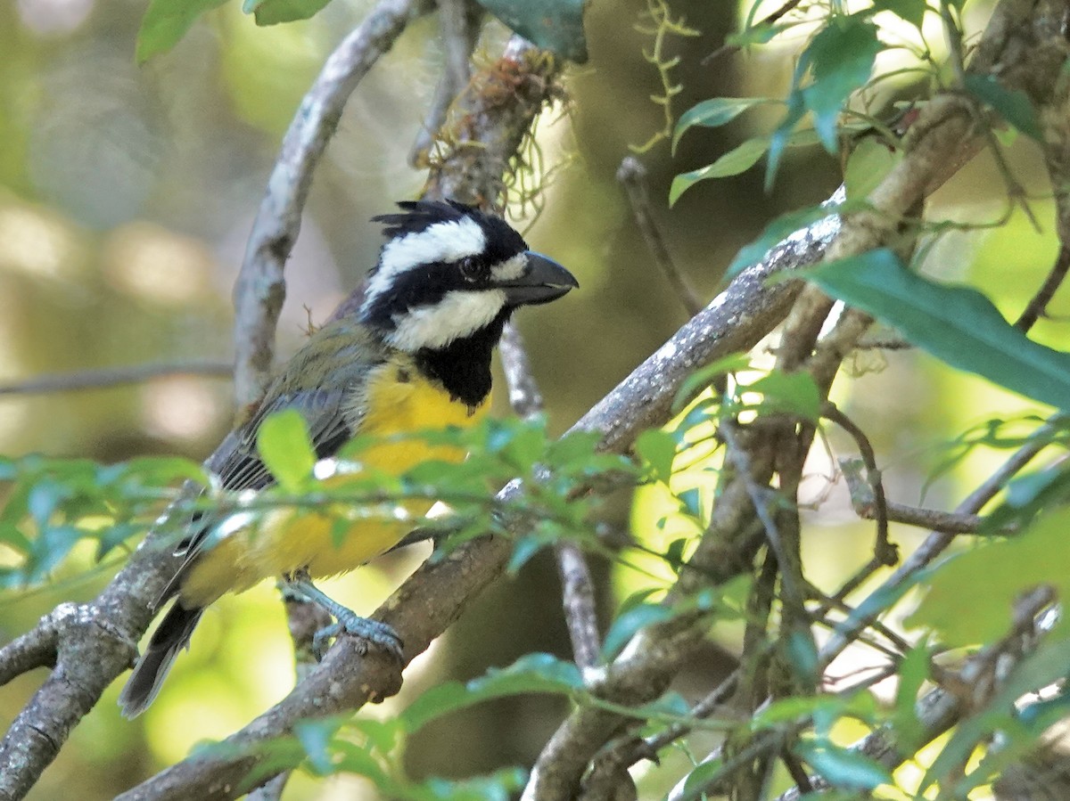 Eastern Shrike-tit - ML643884578