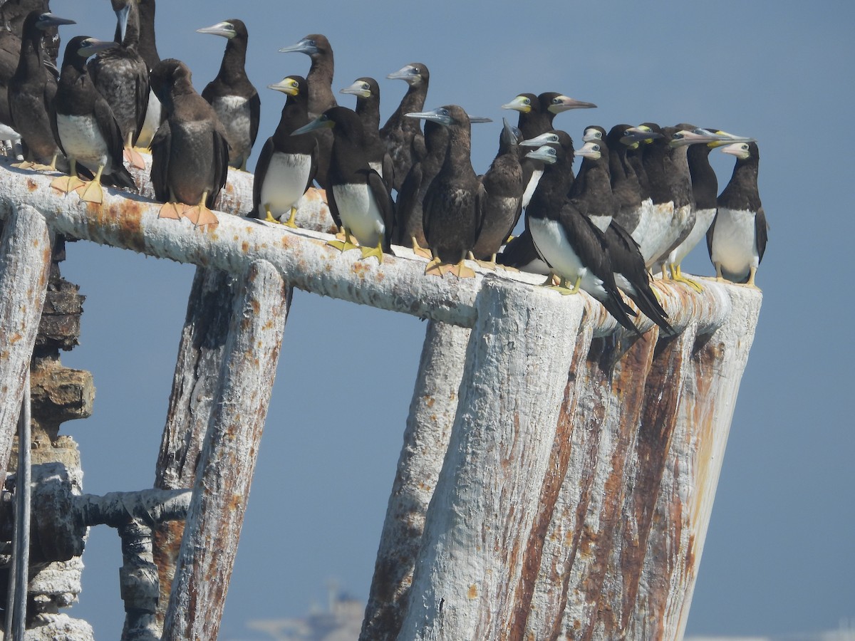 Brown Booby - ML643884594