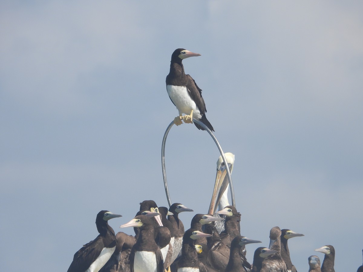 Brown Booby - ML643884602