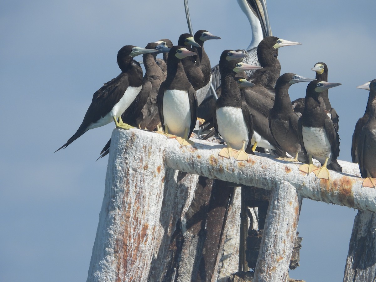 Brown Booby - ML643884605