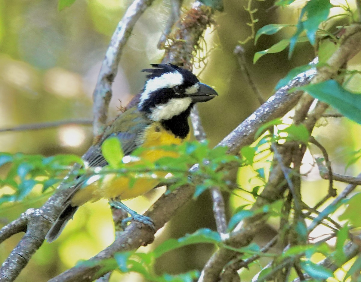 Eastern Shrike-tit - ML643884614
