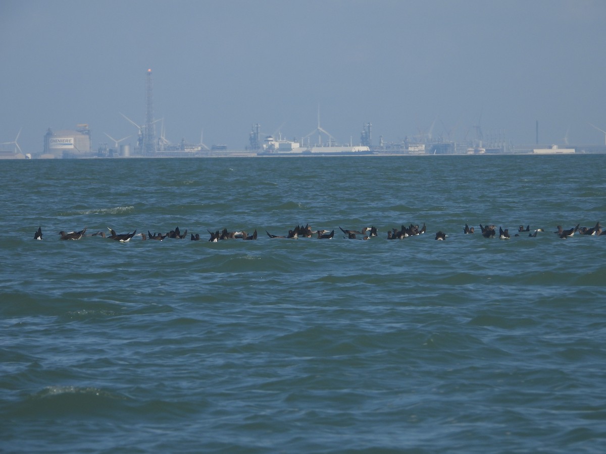 Brown Booby - ML643884634