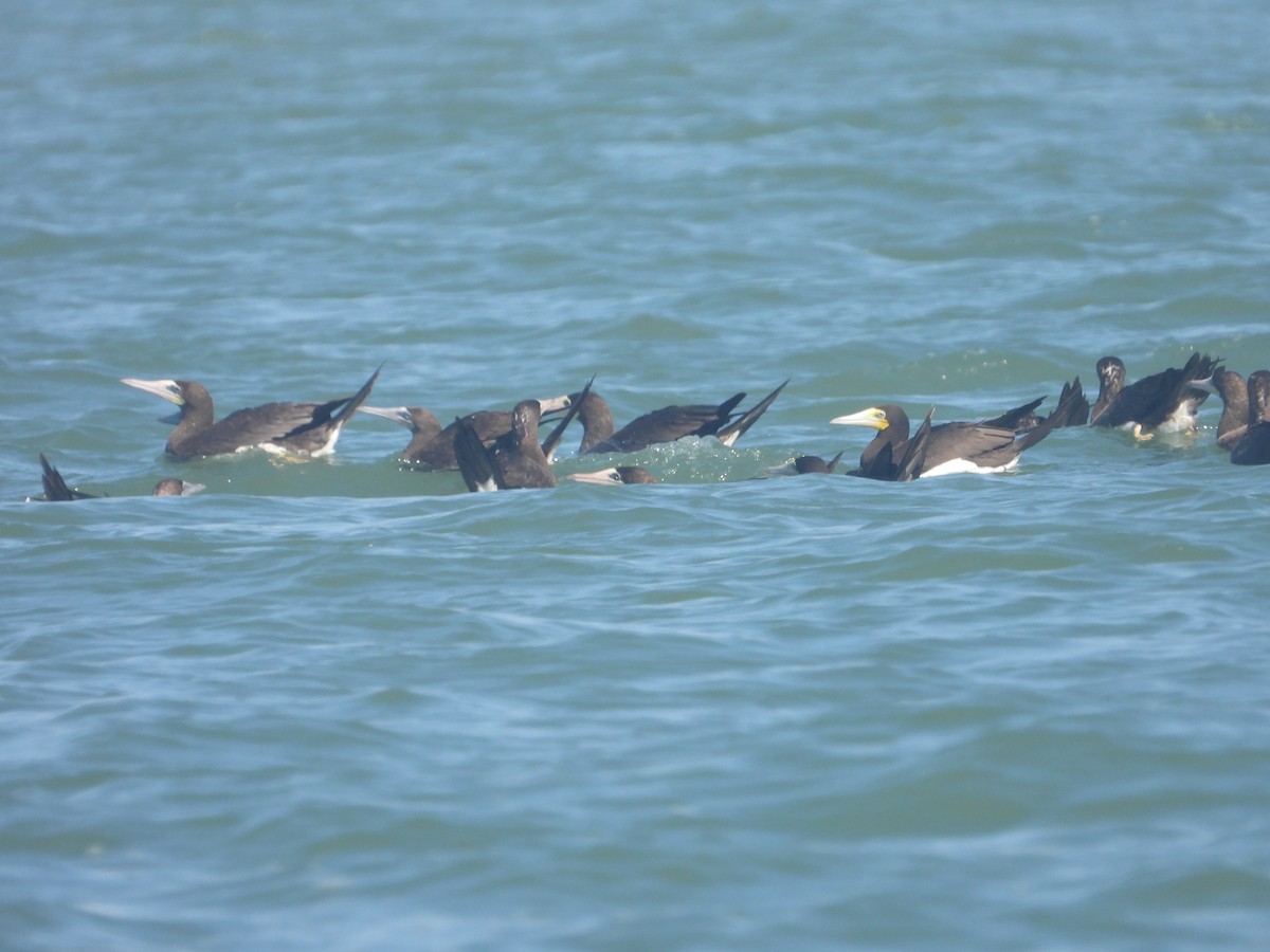 Brown Booby - ML643884640