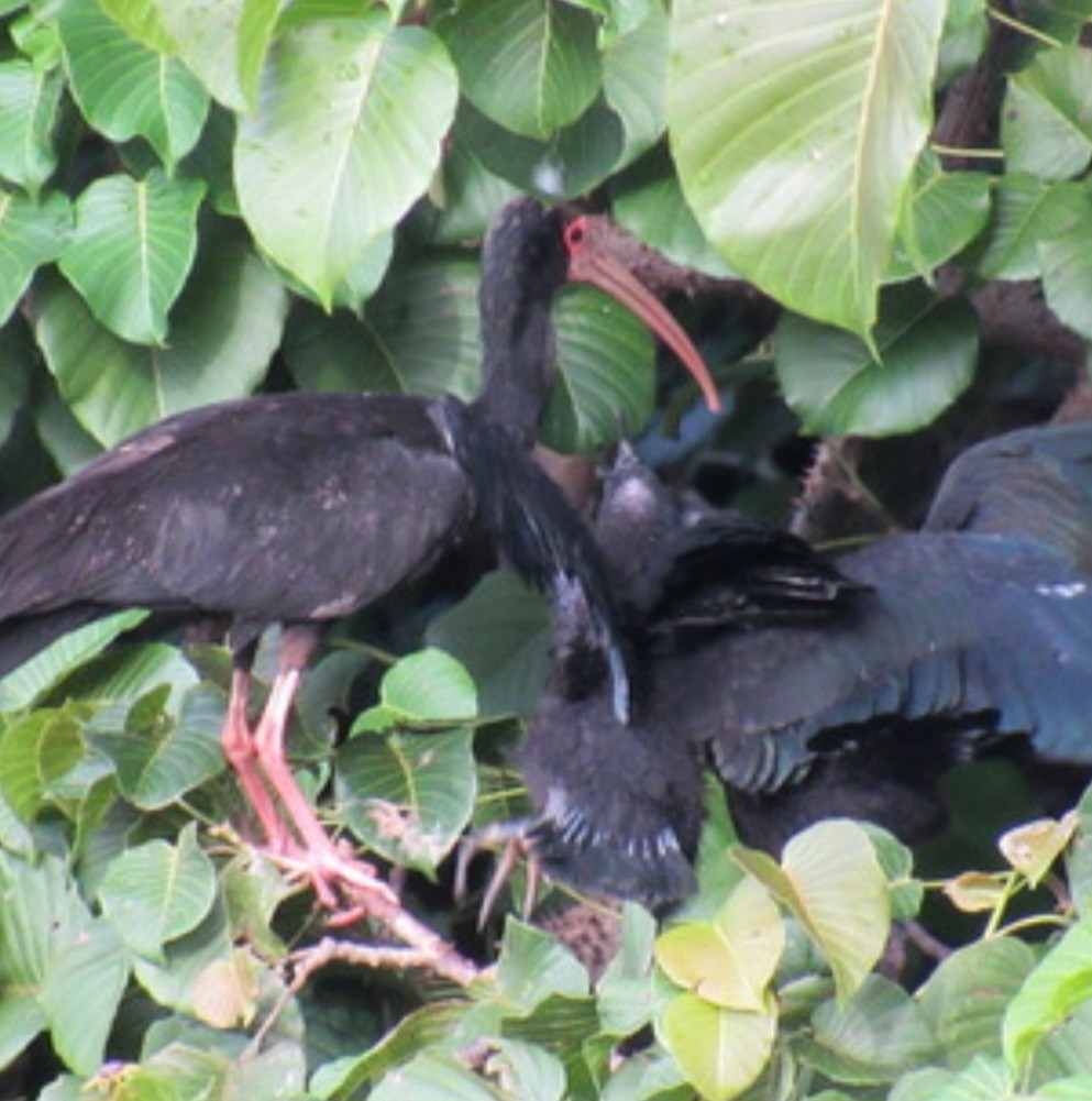 Ibis Afeitado - ML643884650