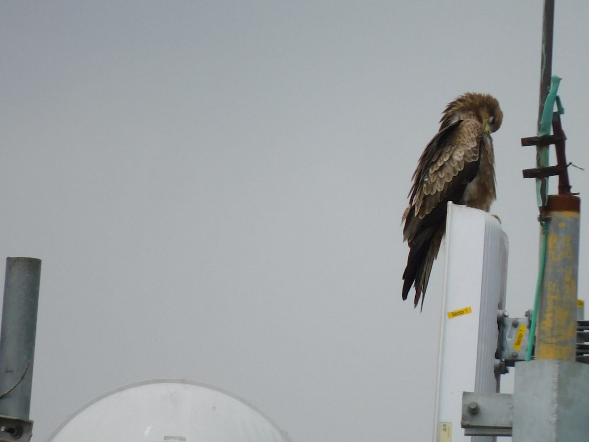 Сохор элээ - ML643884652