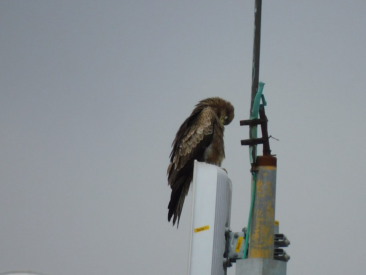 Сохор элээ - ML643884653