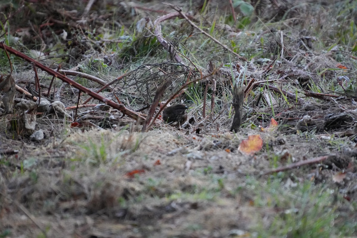 Fox Sparrow - ML643884670