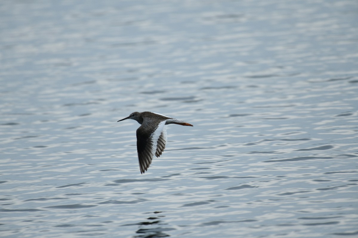 Common Redshank - ML643884674