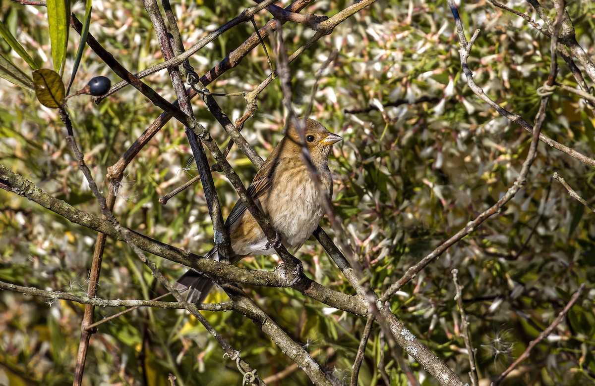 Индиговый колорин - ML643884675