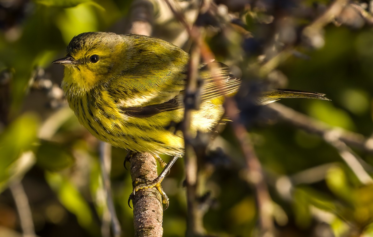 Тигровая древесница - ML643884677