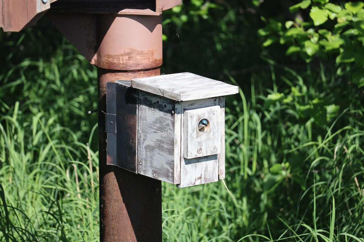 Tree Swallow - ML643884678