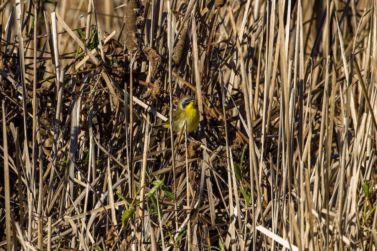Северная желтогрудка - ML643884679