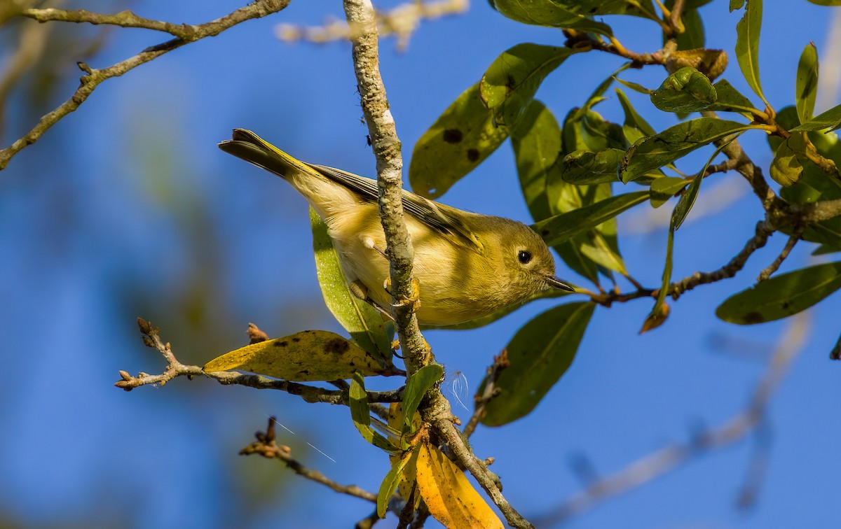 Рубиноголовый королёк - ML643884691