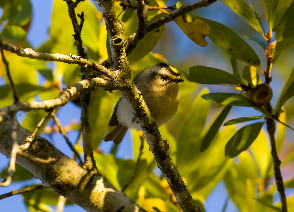 Золотоголовый королёк - ML643884693