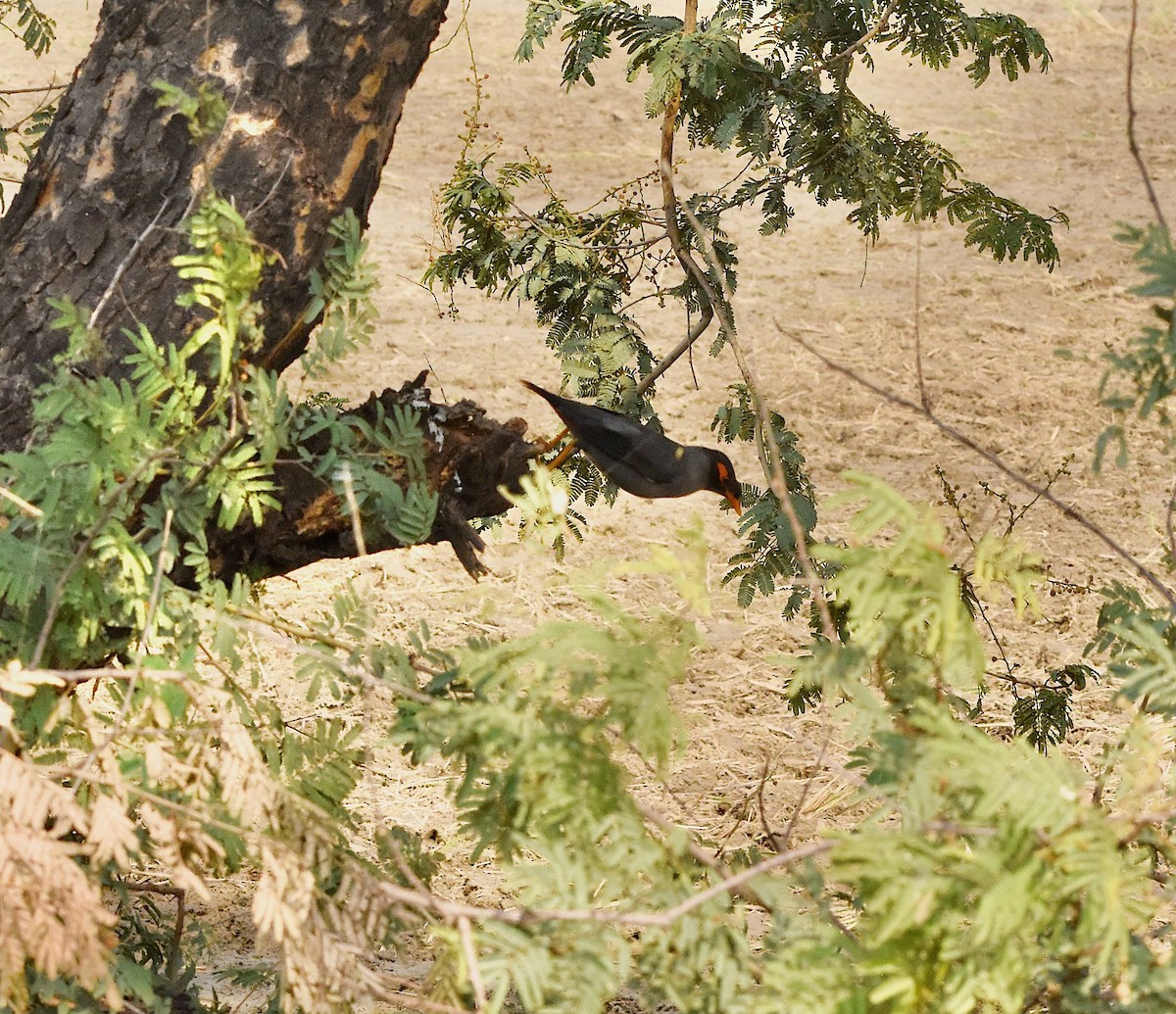 landsbystær - ML643884695