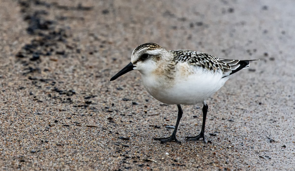 Sanderling - ML643884700