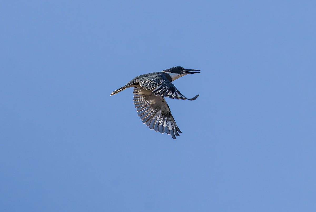 Опоясанный зимородок - ML643884701