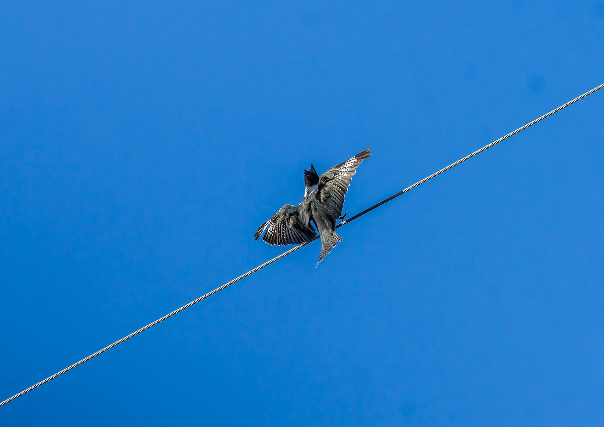 Опоясанный зимородок - ML643884702