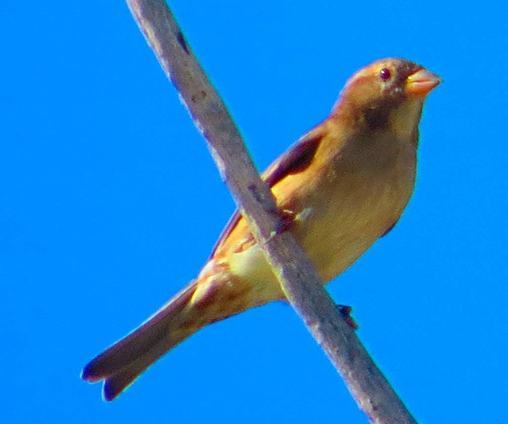 Lesser Goldfinch - ML643884705