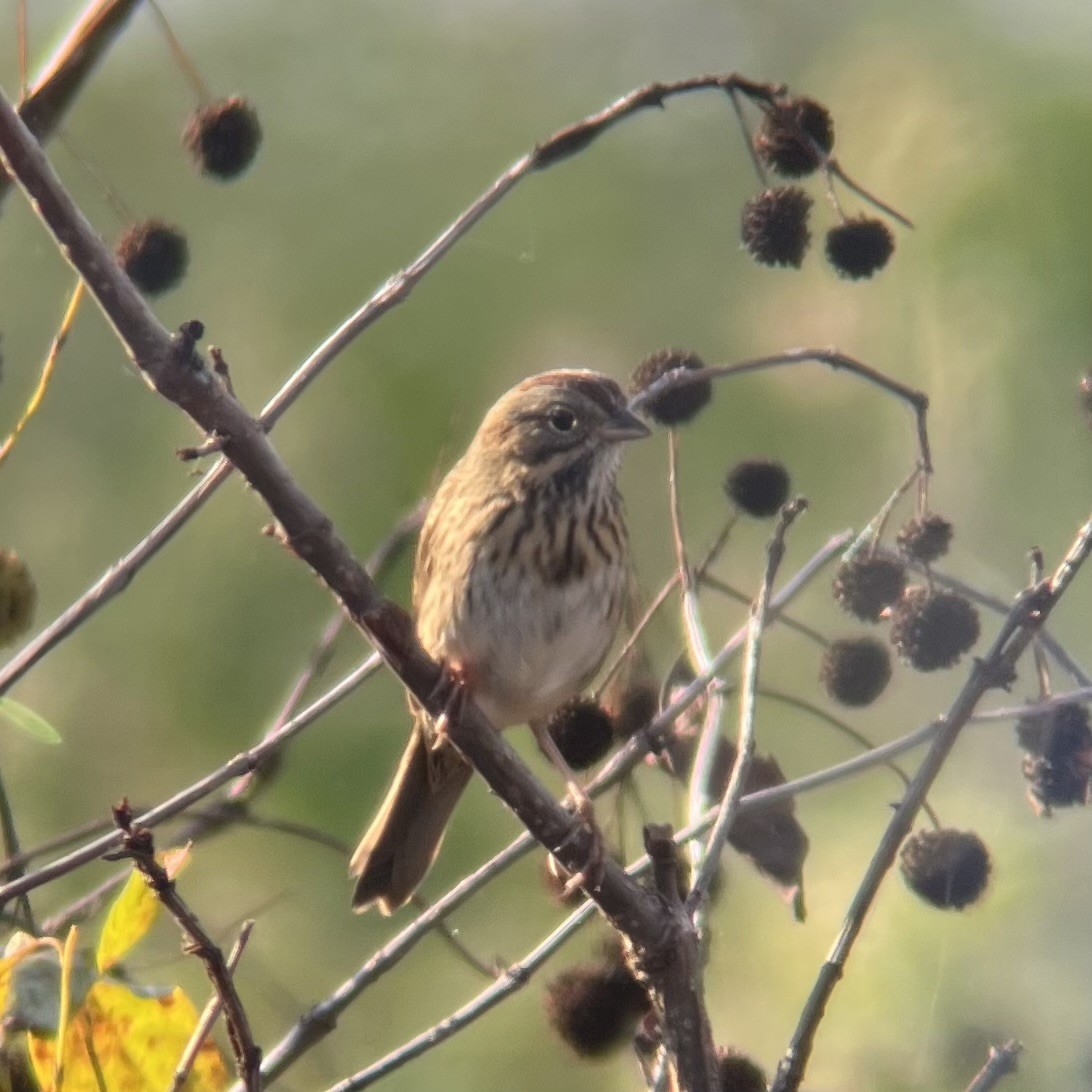 Lincoln's Sparrow - ML643884706
