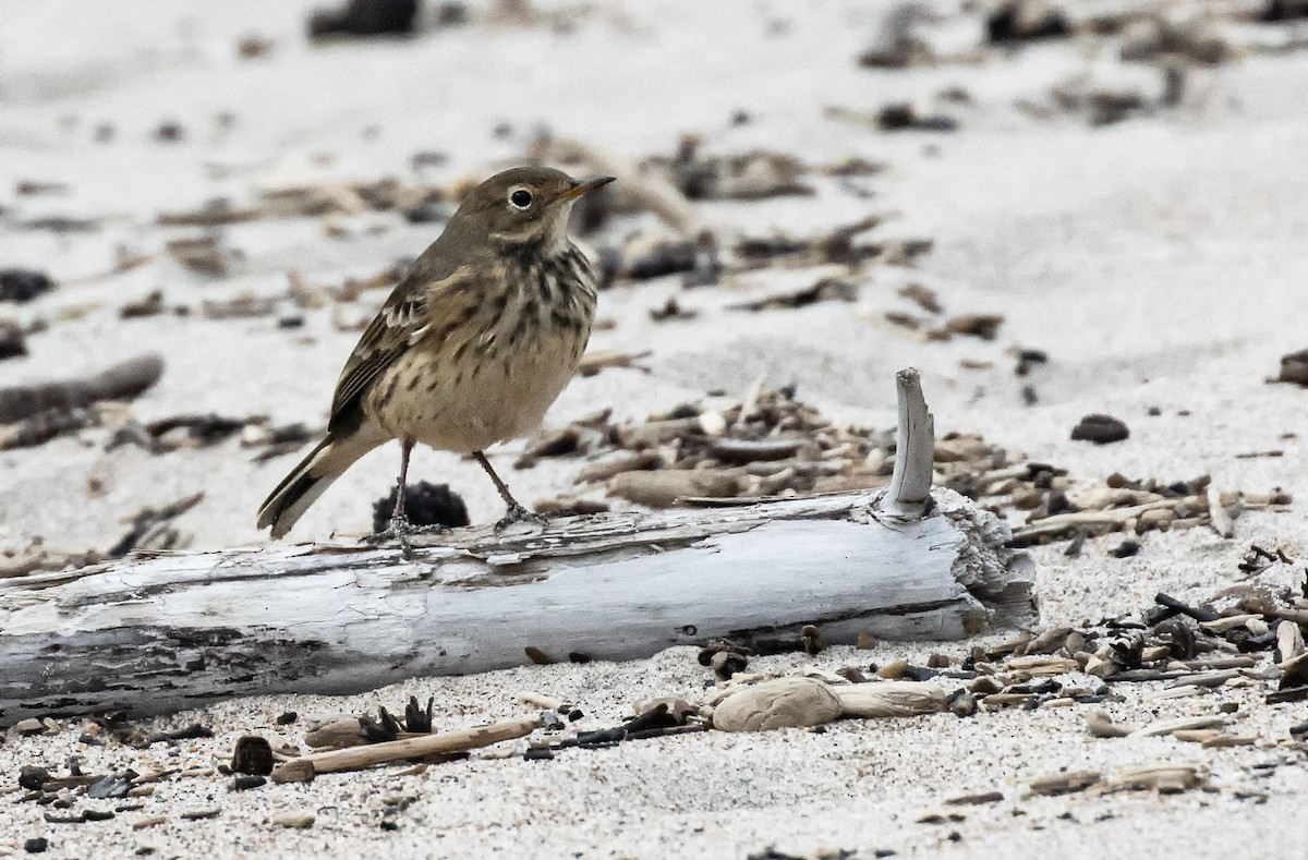 American Pipit - ML643884713