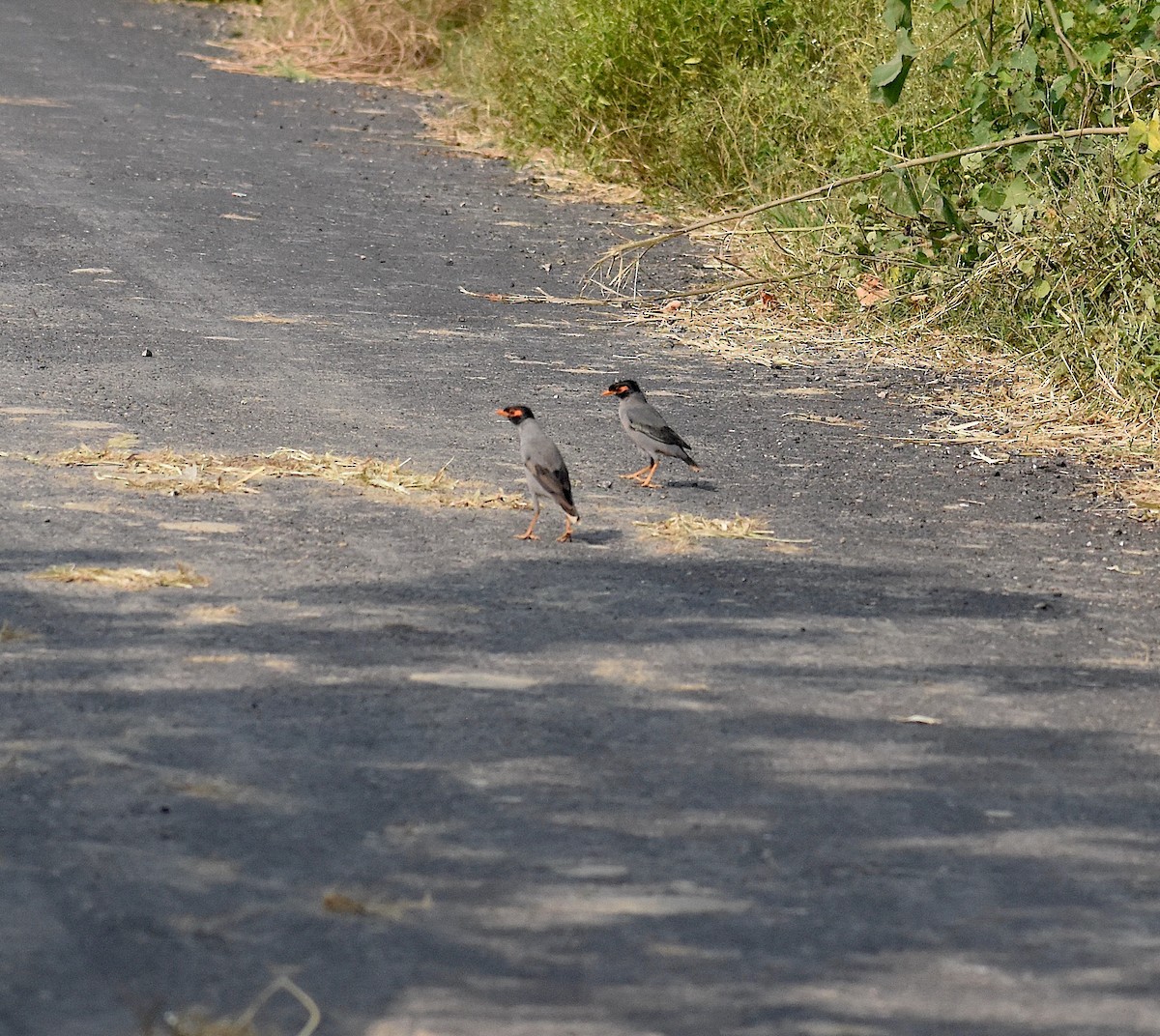 landsbystær - ML643884722