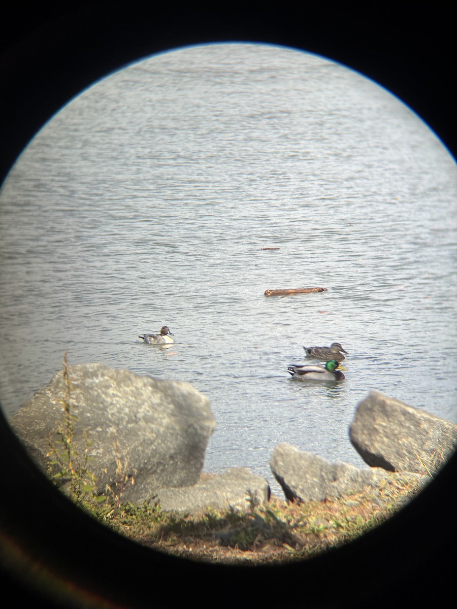 Шовтгор алаг нугас - ML643884725