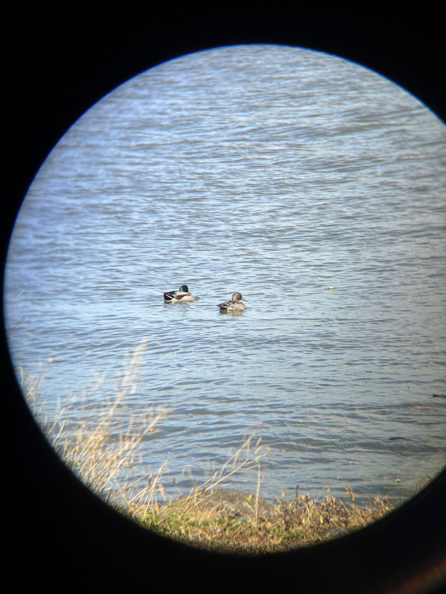 Шовтгор алаг нугас - ML643884726