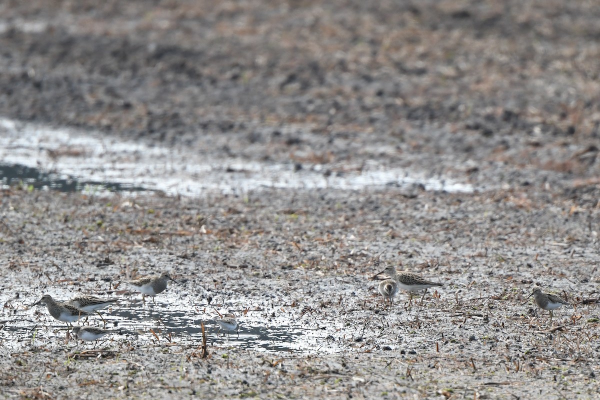 Pectoral Sandpiper - ML643884732